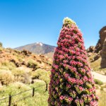 Tenerife's Teide with Tajinaste Flower: 4K Image, Canary Islands