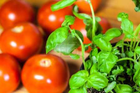 Téléchargez les photos : Gros plan sur les tomates au basilic : Image 4K - en image libre de droit