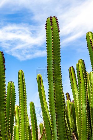 Beautiful Green Cacti Against Blue Sky: Low Angle 4K Close-Up Image