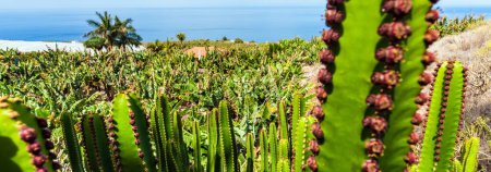 Gros plan Cactus avec plantation de bananes : Image 4K