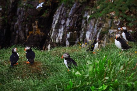Photo for 4K View of Group of Puffins on the Rock Cliff in Iceland - Royalty Free Image