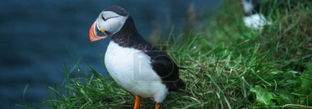 Photo for 4K View of Group of Puffins on the Rock Cliff in Iceland - Royalty Free Image