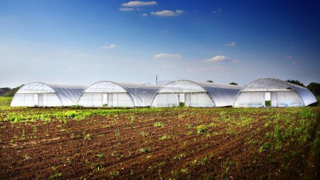 Sunny Summer Day: Four Greenhouses with Cultivated Field in Front Under Blue Cloudscape (4K Image)