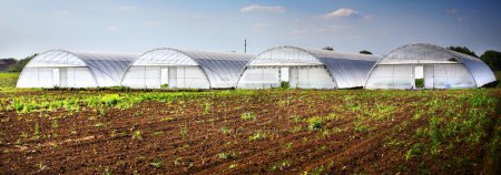 Sunny Summer Day: Four Greenhouses with Cultivated Field in Front Under Blue Cloudscape (4K Image)