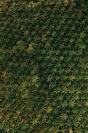 Bird's Eye View: Stunning Oil Palm Tree Plantation Captured in 4K image