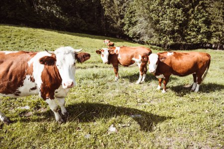 Grazing in Paradise: A 4K Ultra HD Vista de una manada de vacas en los pastos de alta montaña