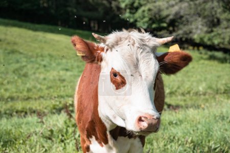 Grazing in Paradise: A 4K Ultra HD Vista de una manada de vacas en los pastos de alta montaña