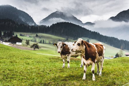 Le pâturage au paradis : Une vue ultra HD 4K d'un troupeau de vaches sur un pâturage de haute montagne