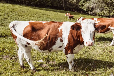 Weiden im Paradies: Ein 4K-Ultra-HD-Blick auf eine Herde Kühe auf der Hochalm