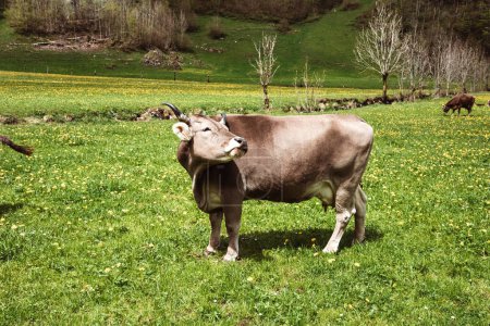 Sereno pastoreo: Impresionante vaca en el campo de hierba exuberante en 4K Ultra HD