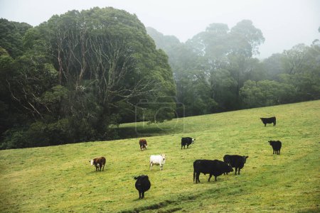 Sereno pastoreo: Impresionante vaca en el campo de hierba exuberante en 4K Ultra HD