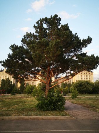 Foto de Abeto en el parque de Astana - Imagen libre de derechos