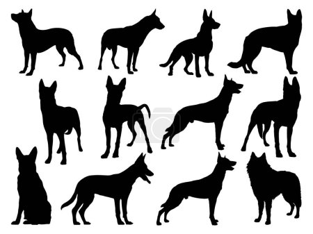 Téléchargez les illustrations : Ensemble d'art vectoriel de silhouette de chien berger belge - en licence libre de droit