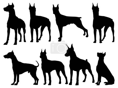 Illustration for Set of Doberman dog silhouette vector art - Royalty Free Image