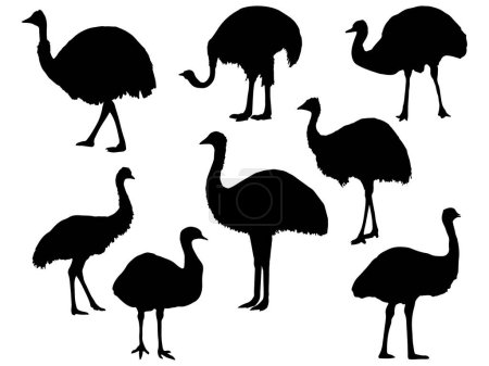 Téléchargez les illustrations : Ensemble d'art vectoriel de silhouette emu - en licence libre de droit