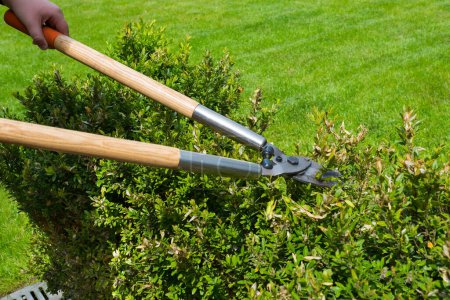 Téléchargez les photos : Un jardinier coupe des buissons avec des ciseaux à l'arrière-plan de la nature. Travaux de printemps et d'été dans le jardin. - en image libre de droit