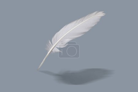 Photo for White feather on a gray background with shadow. - Royalty Free Image