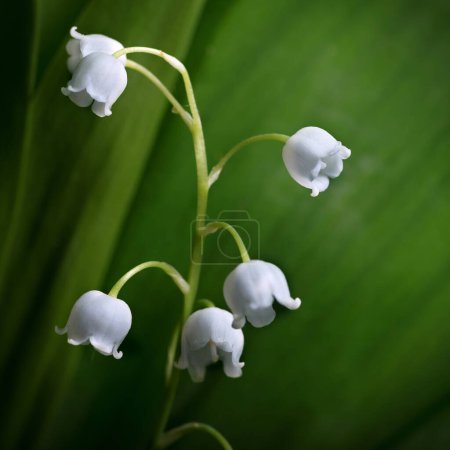 Téléchargez les photos : Lys en fleurs, cloches blanches parfumées, gros plan. Fond floral. - en image libre de droit
