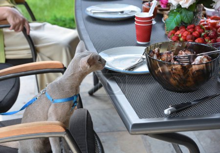 Foto de Gato doméstico esperando comida sentado como hombre en la mesa. - Imagen libre de derechos