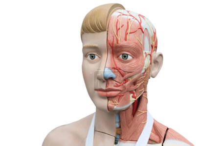 Foto de Modelo humano de anatomía sobre un fondo blanco. - Imagen libre de derechos