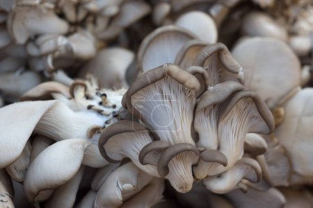 Photo for Mushrooms close up. Top view. - Royalty Free Image