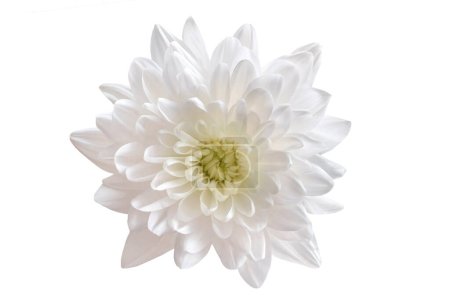 Téléchargez les photos : Fleur de chrysanthème blanche isolée sur fond blanc. - en image libre de droit