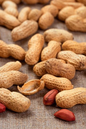 Delicious peanuts on burlap close-up. Peanut background.
