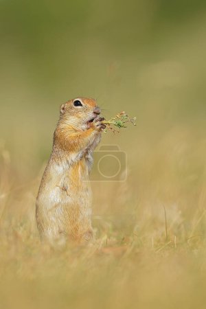 Téléchargez les photos : Nourrir l'écureuil. Souslik d'Anatolie-écureuil terrestre - en image libre de droit