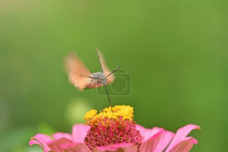 Photo for Macroglossum stellatarum flying over the flower. - Royalty Free Image