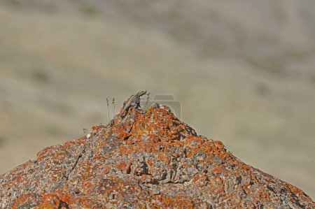 Téléchargez les photos : Rughtail Rock Agama sur lichen rock. - en image libre de droit