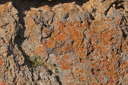 Photo for Roughtail Rock Agama on lichen rock. - Royalty Free Image