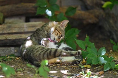 Téléchargez les photos : Maman chat nettoyage son chaton. Maman chat allaiter son chaton. - en image libre de droit