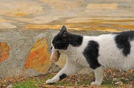 Téléchargez les photos : Un chat attrapant des souris de champ. - en image libre de droit
