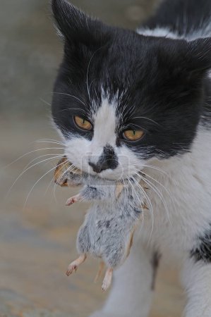 Téléchargez les photos : Un chat attrapant des souris de champ. - en image libre de droit