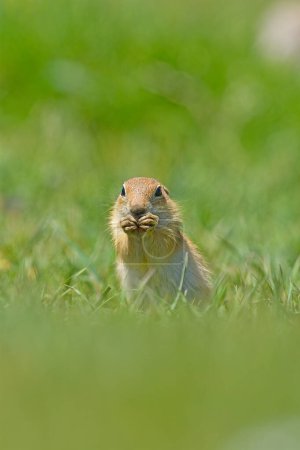 Foto de Ground Squirrel se está alimentando y mirando a su alrededor. - Imagen libre de derechos
