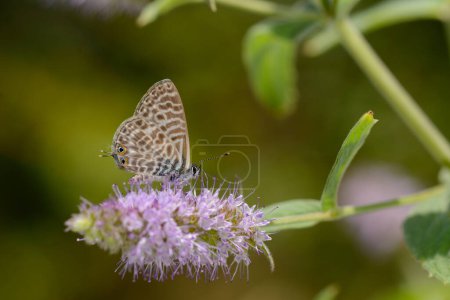 Butterfly feeding on a purple flower. Lang's Short-tailed Blue, Leptotes pirithous