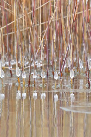 Téléchargez les photos : Roseaux secs qui gèlent en hiver. - en image libre de droit