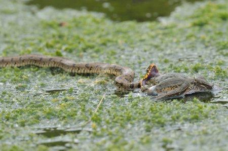 Téléchargez les photos : Des grenouilles chasseuses de serpents dans un lac. Des algues vertes. Serpent mangeur de grenouilles. Natrix tessellata - en image libre de droit
