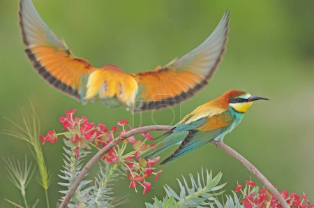 Foto de Aves de colores sobre una rama sobre un fondo verde. Abeja-devorador europeo. Merops apiaster - Imagen libre de derechos