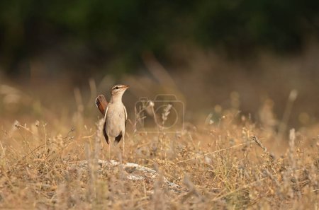 Foto de Pájaro de cola rufa Scrub Robin cantando en los arbustos. Cercotrichas galactotes - Imagen libre de derechos