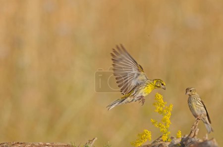 Photo for European Cool flying next to the yellow-coloured flower. Serinus serinus - Royalty Free Image