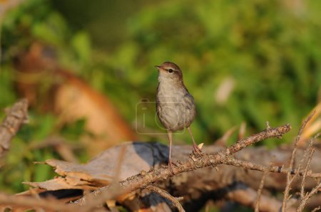 Foto de El pájaro Warbler de Cetti en una rama. Cettia cetti - Imagen libre de derechos