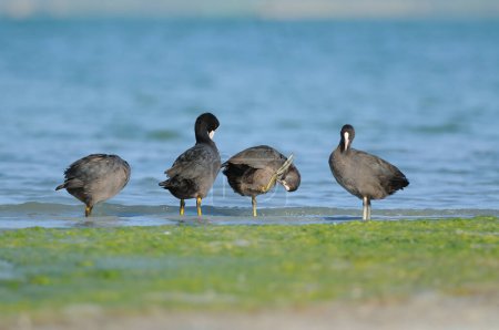 Photo for A group of Eurasian Coots cleaning by the water. Eurasian Coot, Fulica atra, blue background, green aquatic plants - Royalty Free Image