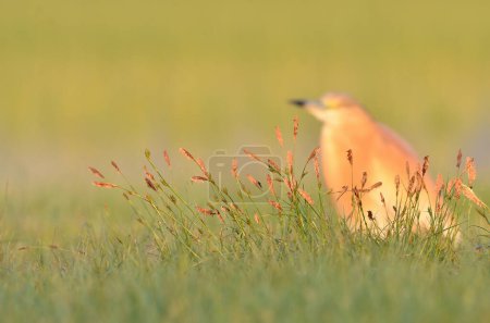 Photo for Yellow wetland plants with Squacco Heron standing behind. - Royalty Free Image