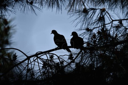 Photo for A pair of Eurasian Collared Dove silhouettes on a branch. Streptopelia decaocto - Royalty Free Image