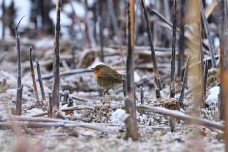 Photo for European Robin among the burnt reeds in winter. - Royalty Free Image