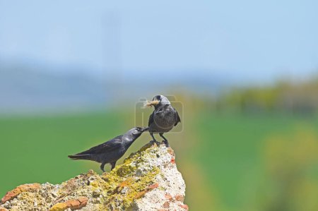 Photo for Western Jackdaw with wool in his mouth. Two Western Jackdaws on the rock. Green and blue background.  Coloeus monedula - Royalty Free Image