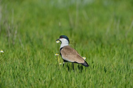 Photo for Spur-winged Lapwing among the flowers in the spring season. Vanellus spinosus. Red-eyed bird. daisy and bird - Royalty Free Image