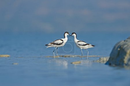 Foto de Dos Pied Avocets en el agua. Dos pájaros blancos y negros en el lago. Recurvirostra avosetta - Imagen libre de derechos