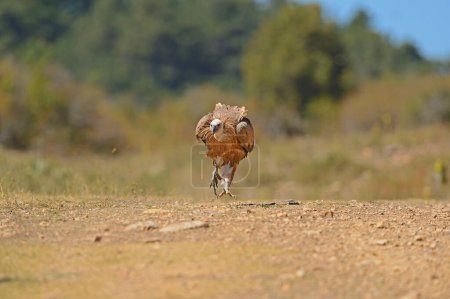 Téléchargez les photos : Le Griffon Vulture se prépare à voler. Gyps fulvus - en image libre de droit
